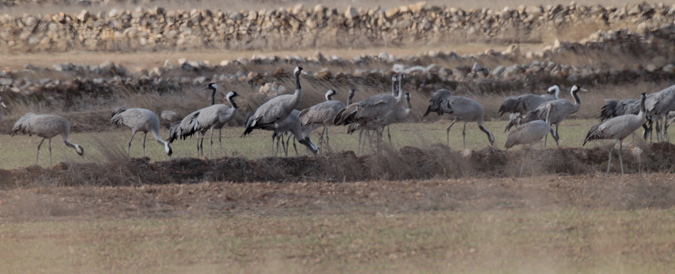 Grues a la llacuna de Gallocanta