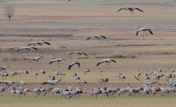 Grues a la llacuna de Gallocanta