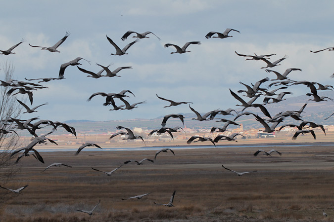 Grues a la llacuna de Gallocanta