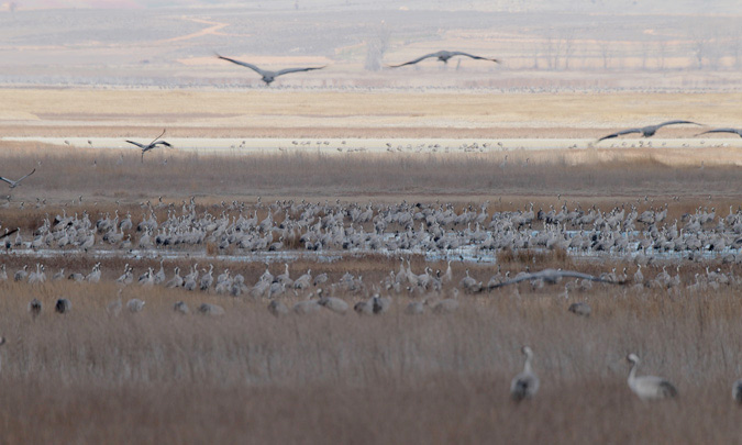 Grues a la llacuna de Gallocanta