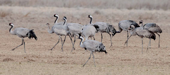 Grues a la llacuna de Gallocanta