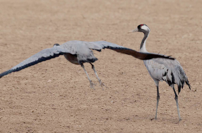 Grues a la llacuna de Gallocanta