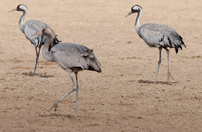 Grues a la llacuna de Gallocanta