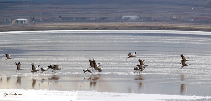 Panoràmiques Gallocanta 2011