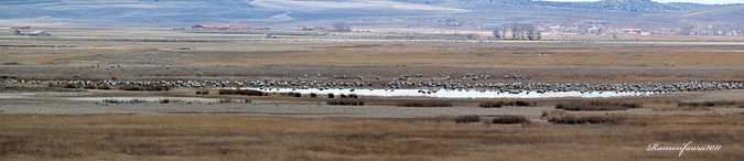 Panoràmiques Gallocanta 2011