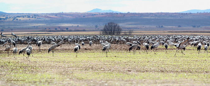 Panoràmiques Gallocanta 2011