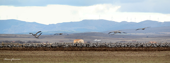 Panoràmiques Gallocanta 2011