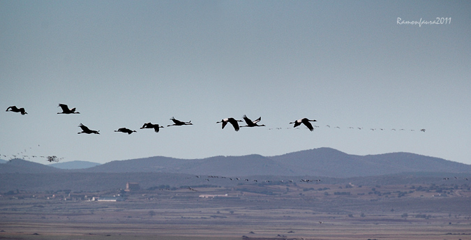 Panoràmiques Gallocanta 2011