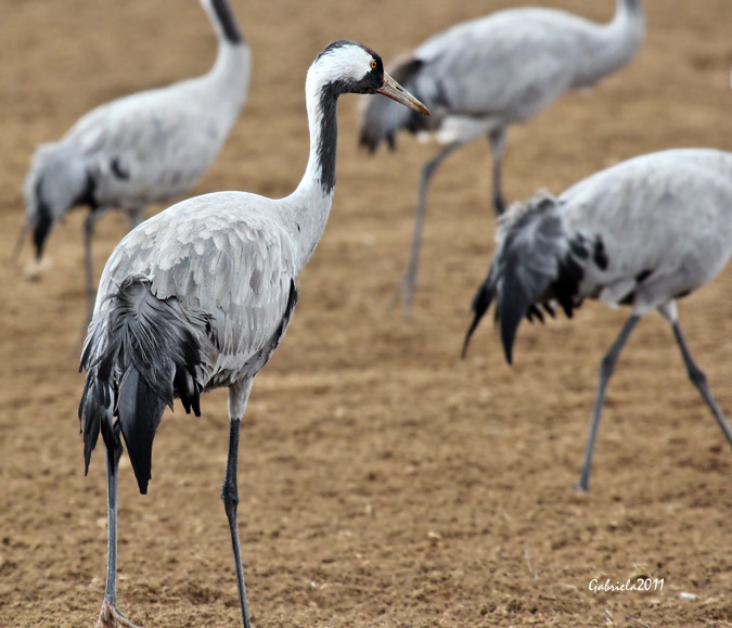 Les Grues de Gallocanta.