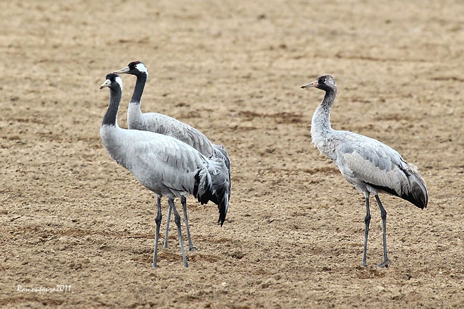 Les Grues de Gallocanta.