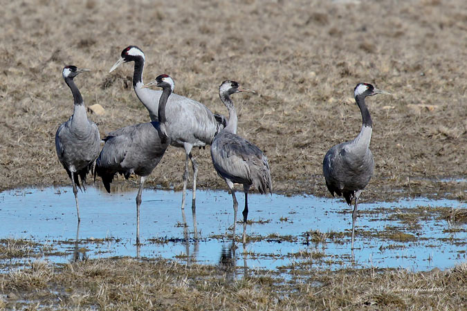 Les Grues de Gallocanta.