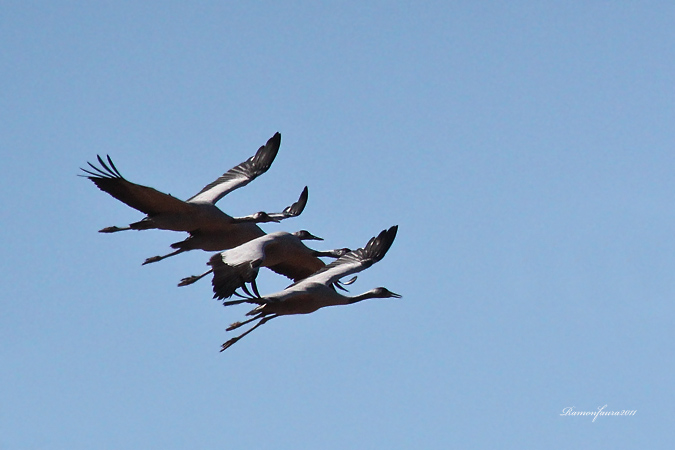 Al vol: Grues a contrallum