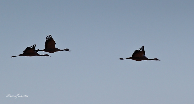 Al vol: Grues a contrallum