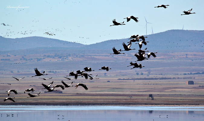 Les Grues de Gallocanta.