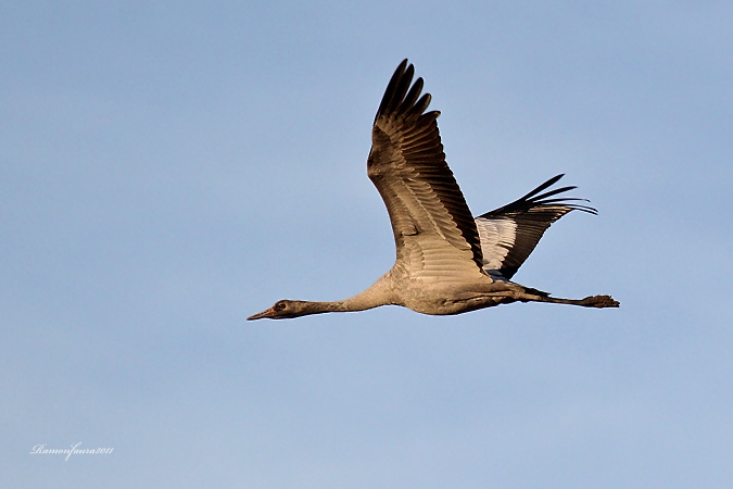 Al vol: Grues a Gallocanta