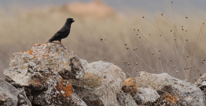 Merla (Turdus merula) Turdidae