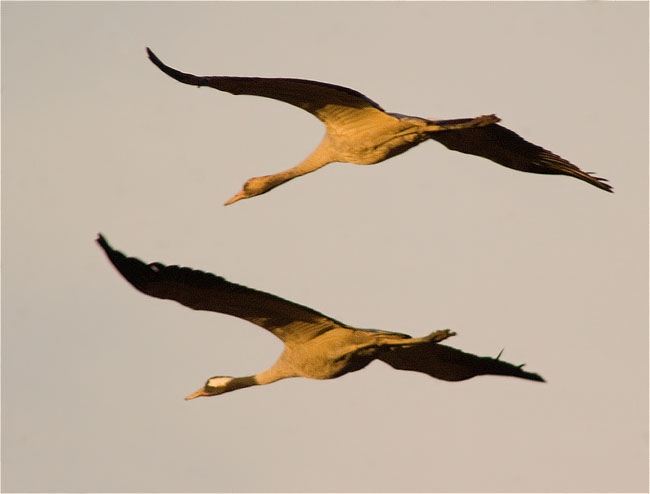 Grues en vol cap al tard