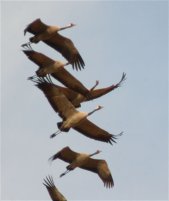 Grues enlairant-se