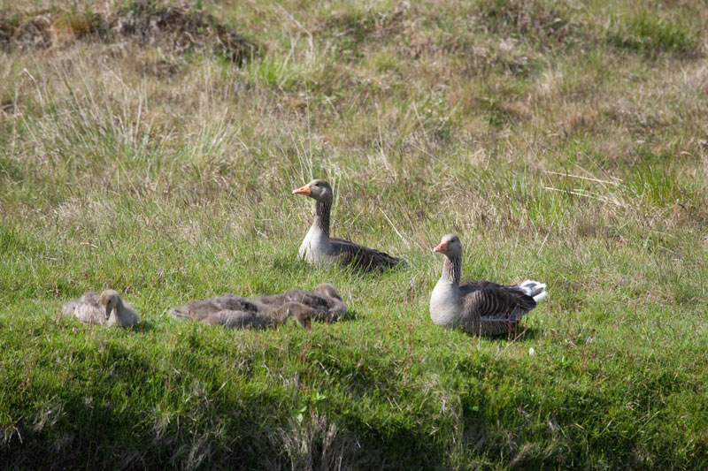 Pingvellir.Greylag Goose (Anser anser)