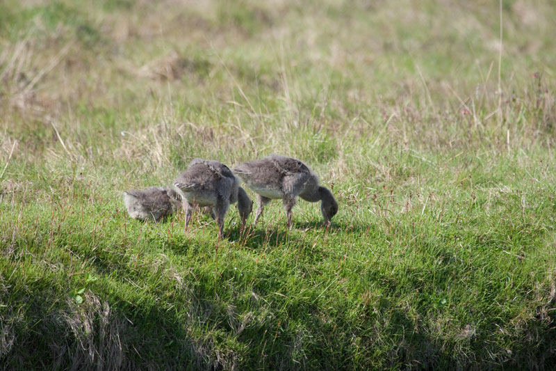 Pingvellir.Greylag Goose (Anser anser)