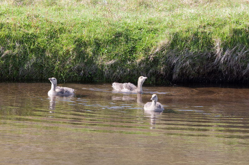 Pingvellir.Greylag Goose (Anser anser)