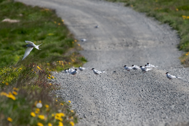 Xatrac Àrtic (Sterna paradisaea)