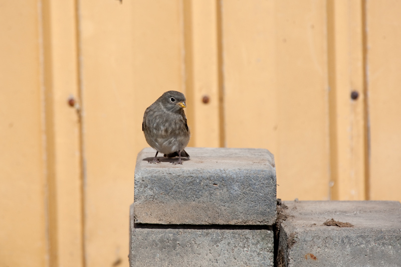 House Sparrow (Passer domesticus)