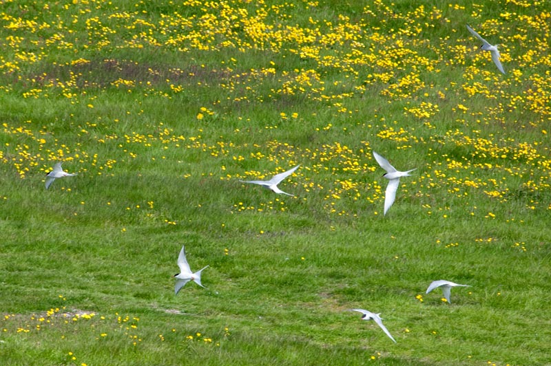 Xatrac Àrtic (Sterna paradisaea)