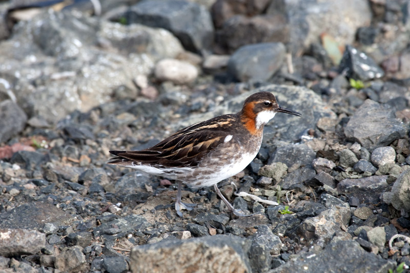 Red-necked Phalarope (Phalaropus lobatus)