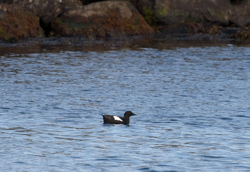 Black guillemot (Cepphus grylle)