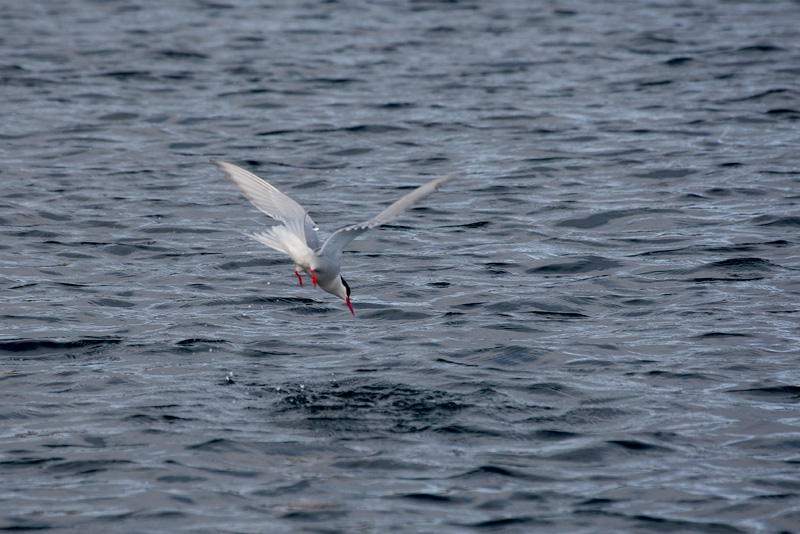 Artic tern (Sterna paradisaea)