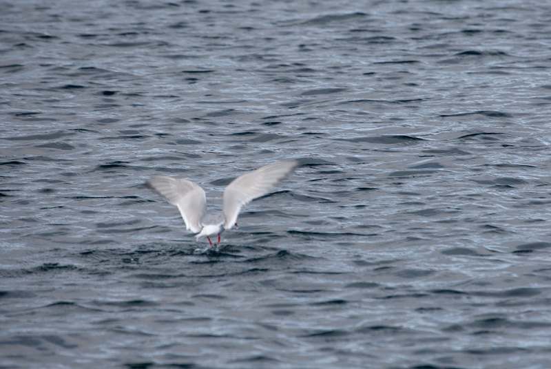 Artic tern (Sterna paradisaea)