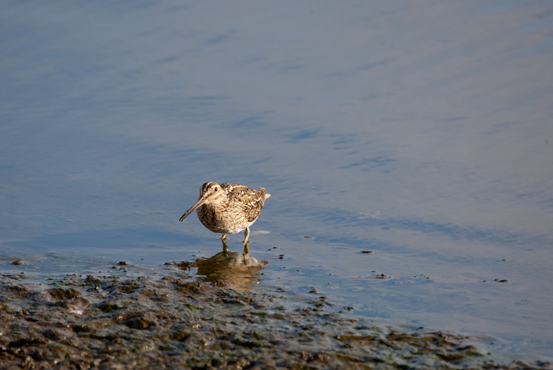 Snipe (Gallinago gallinago)