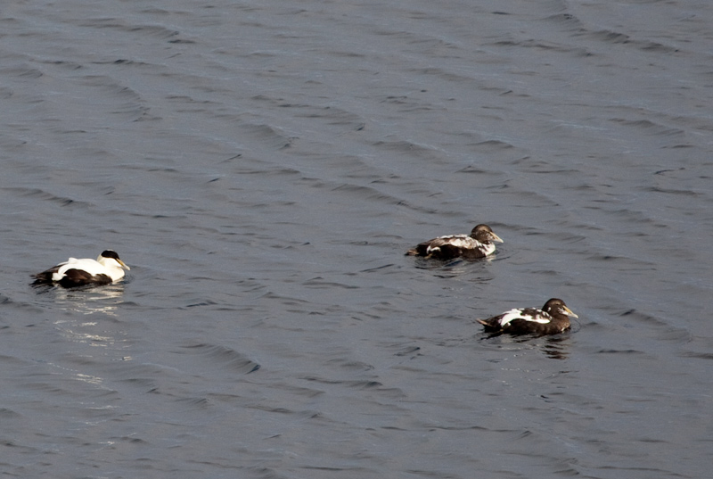 Eider (Somateria mollissima)