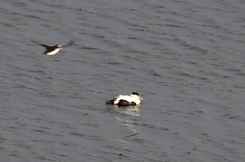 Eider mes Fraret (Fratercula arctica)   (Somateria mollissima)