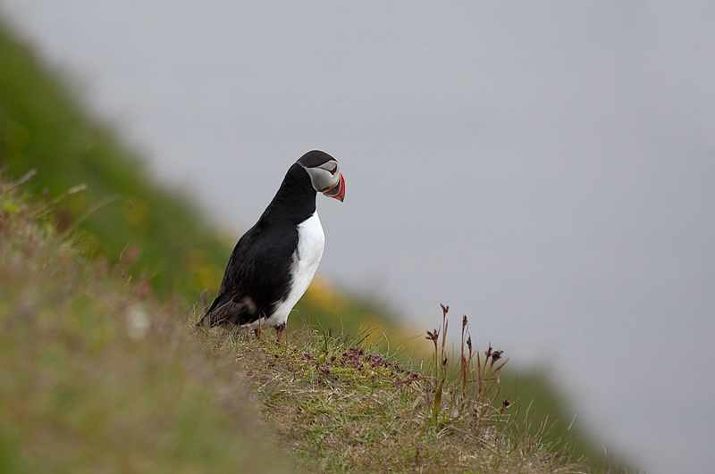 Fraret (Fratercula arctica)