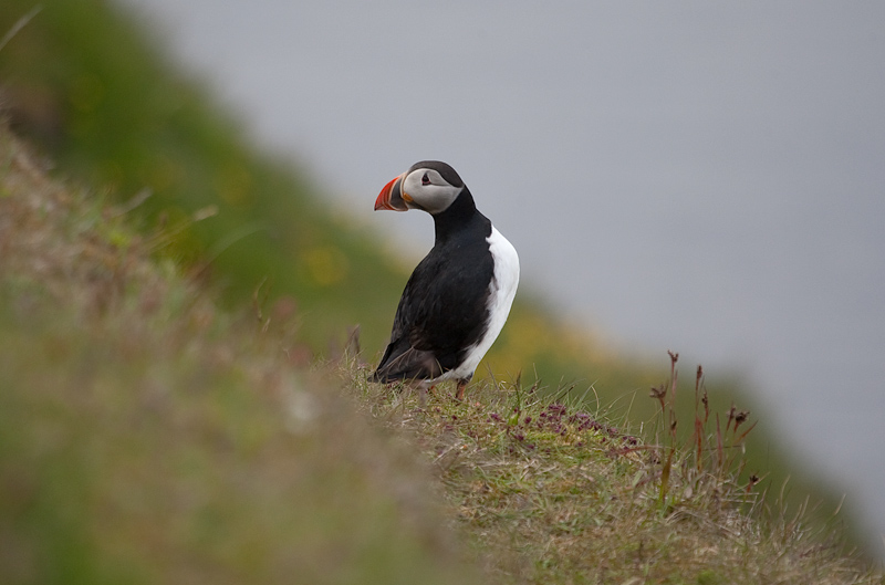 Fraret (Fratercula arctica)