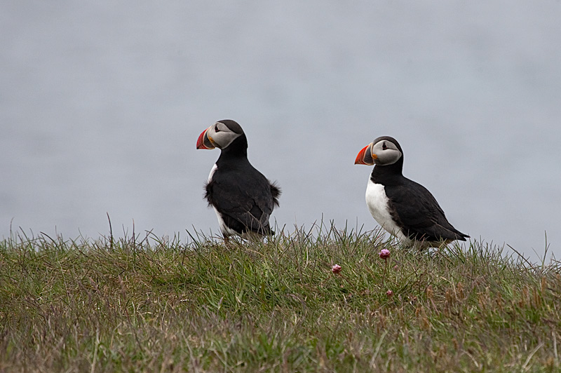 Fraret (Fratercula arctica)