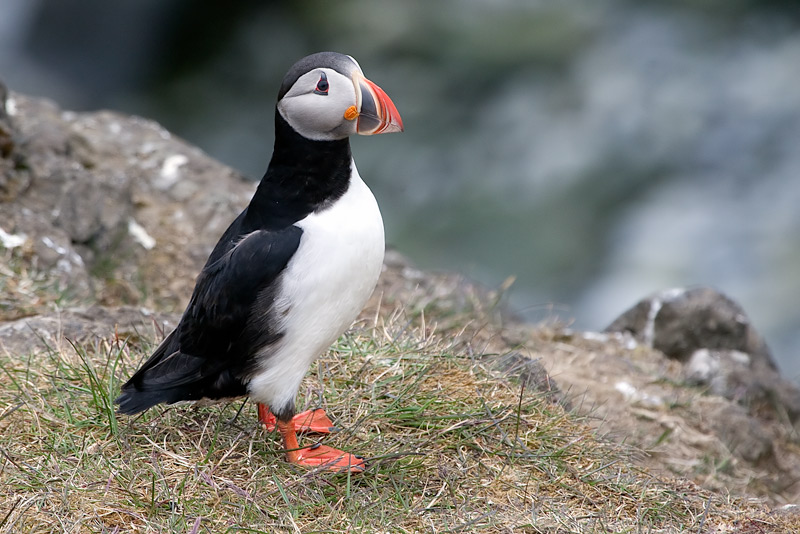 Fraret (Fratercula arctica)