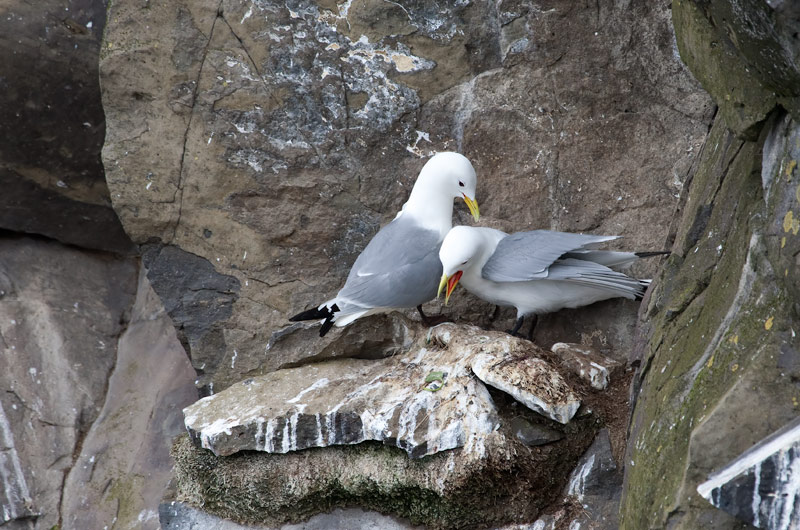 Kittiwake (Rissa tridactylo)