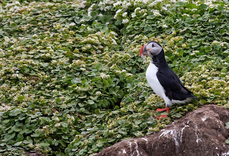 Fraret (Fratercula arctica)