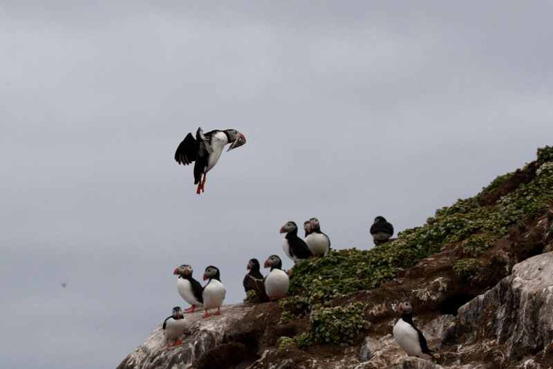 Fraret (Fratercula arctica)