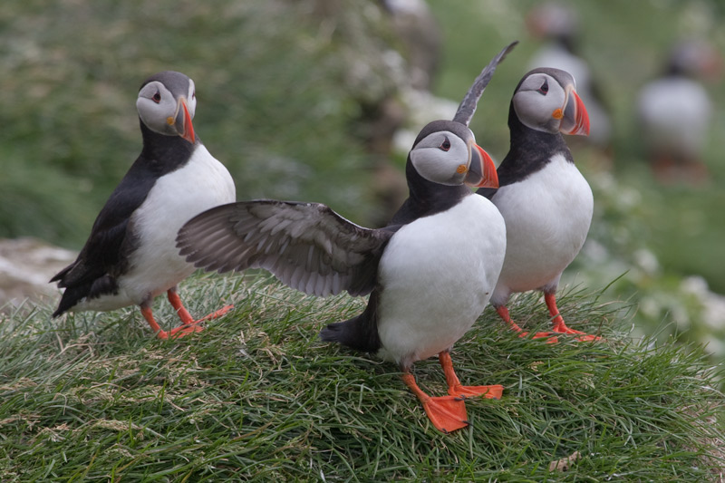 Fraret (Fratercula arctica)