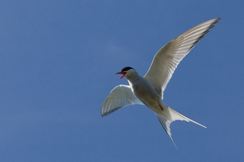 Artic tern (Sterna paradisaea)