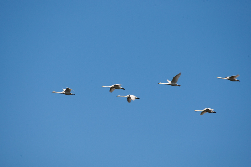 Whooper Swan (Cygnus cygnus)