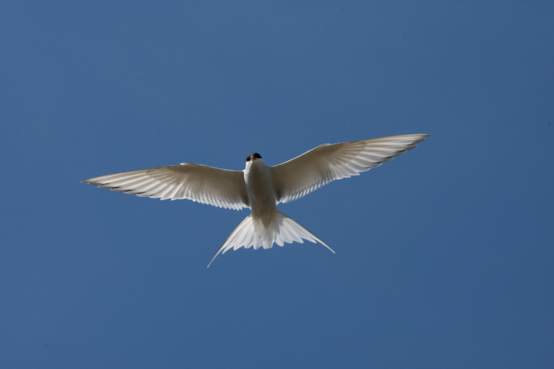 Artic tern (Sterna paradisaea)