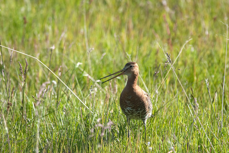 Black-tailed Godwit (Limosa limosa)