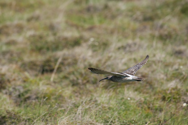 Whimbrel (Numenius phaeopus)