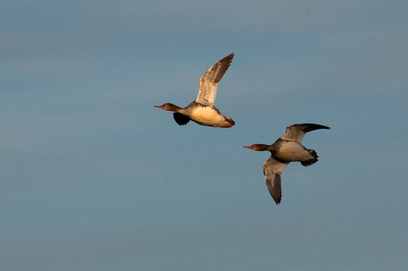 Goosander (Mergus merganser)