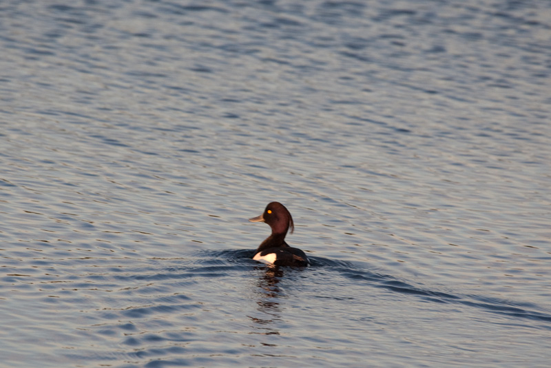 Tufted Duck (Aythya furigula)